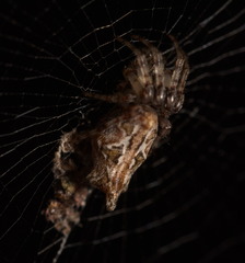 Cyclosa confusa