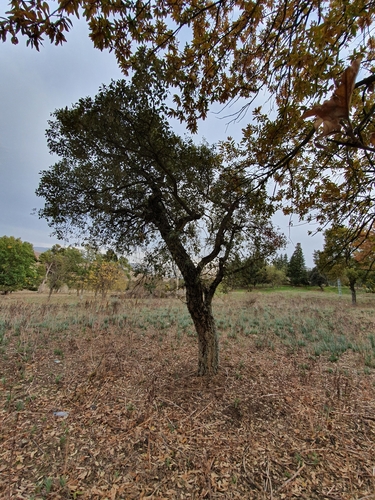 Fagaceae image