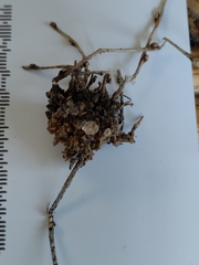 Podosphaera phytoptophila