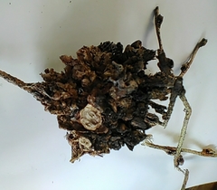 Podosphaera phytoptophila