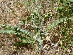 Cirsium occidentale