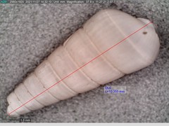 Longchaeus