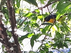 Euphonia violacea