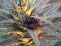 Heilipodus scabripennis