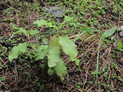 Olearia paniculata