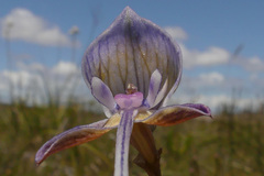Disa multifida