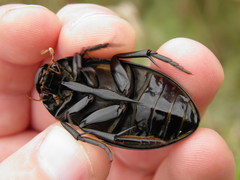 Hydrophilus aterrimus