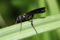 Spazigaster ambulans