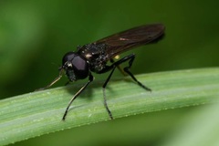 Spazigaster ambulans