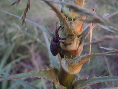 Heilipodus scabripennis