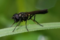 Spazigaster ambulans