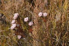 Serruria rostellaris