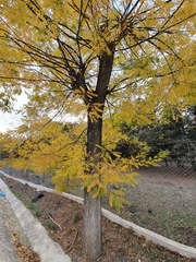 Styphnolobium japonicum