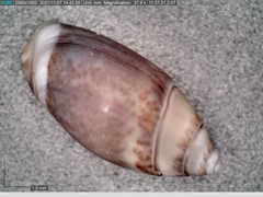 Olivella pusilla