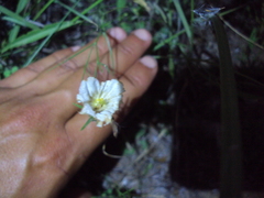 Nierembergia rigida