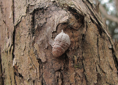 Coelostomidia zealandica