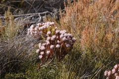 Serruria rostellaris