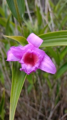 Sobralia macrantha