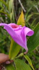 Sobralia macrantha