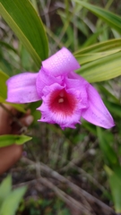 Sobralia macrantha