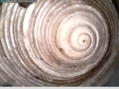 Calliostoma euglyptum