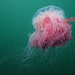 Lion's Mane Jellyfish - Photo (c) myrakelly, some rights reserved (CC BY-NC)