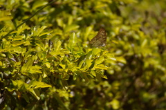 Anartia jatrophae