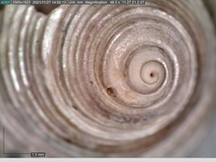 Calliostoma euglyptum