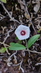 Jacquemontia gracillima