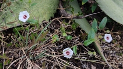 Jacquemontia gracillima