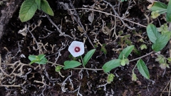 Jacquemontia gracillima