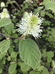 Fothergilla major