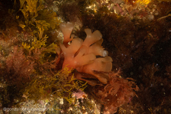 Rhodymenia coccocarpa