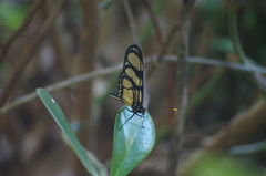 Methona themisto