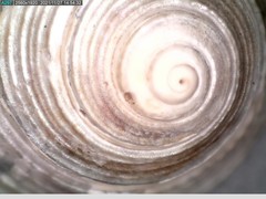 Calliostoma euglyptum