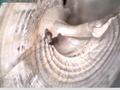 Calliostoma euglyptum