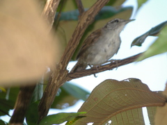 Thryophilus rufalbus