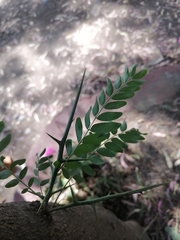 Gleditsia triacanthos