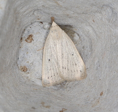 Macrochilo cribrumalis
