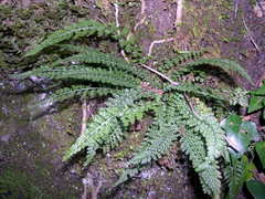 Asplenium fontanum fontanum