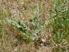 Cirsium occidentale