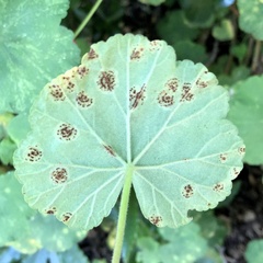 Puccinia pelargonii-zonalis