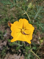 Solanum angustifolium