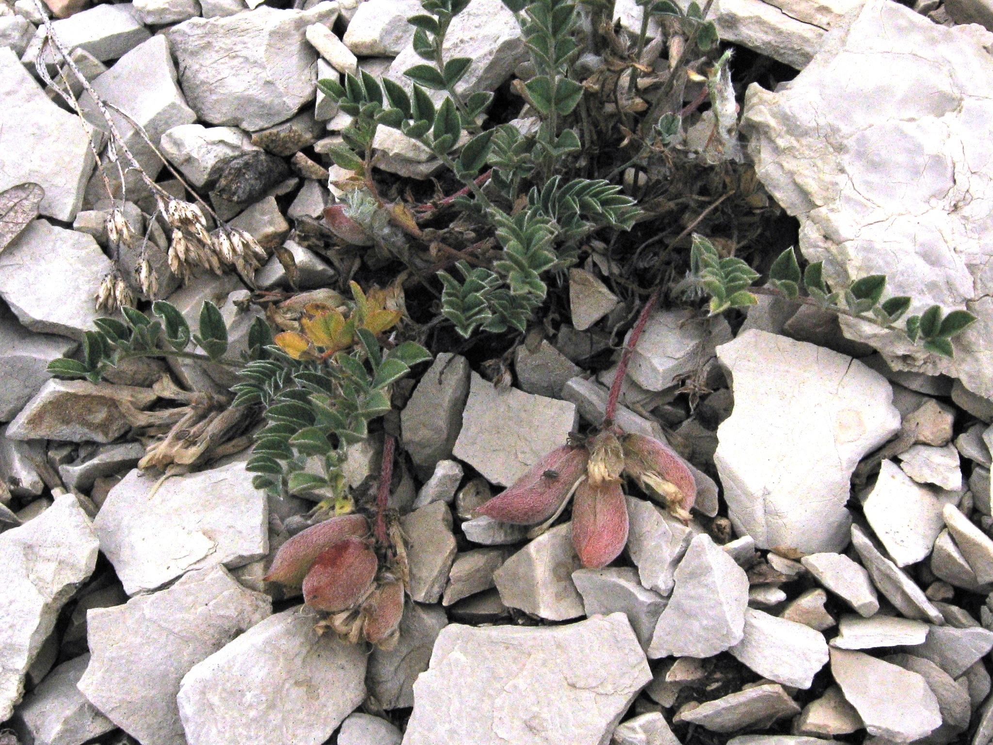 Astragalus argophyllus var. panguicensis