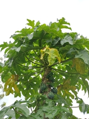 Vasconcellea pubescens