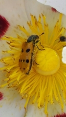 Trichodes octopunctatus