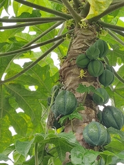 Vasconcellea pubescens