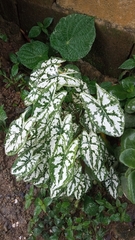 Caladium humboldtii