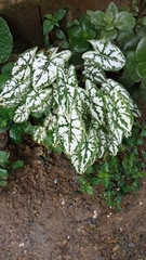 Caladium humboldtii