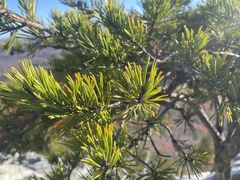 Pinus pungens
